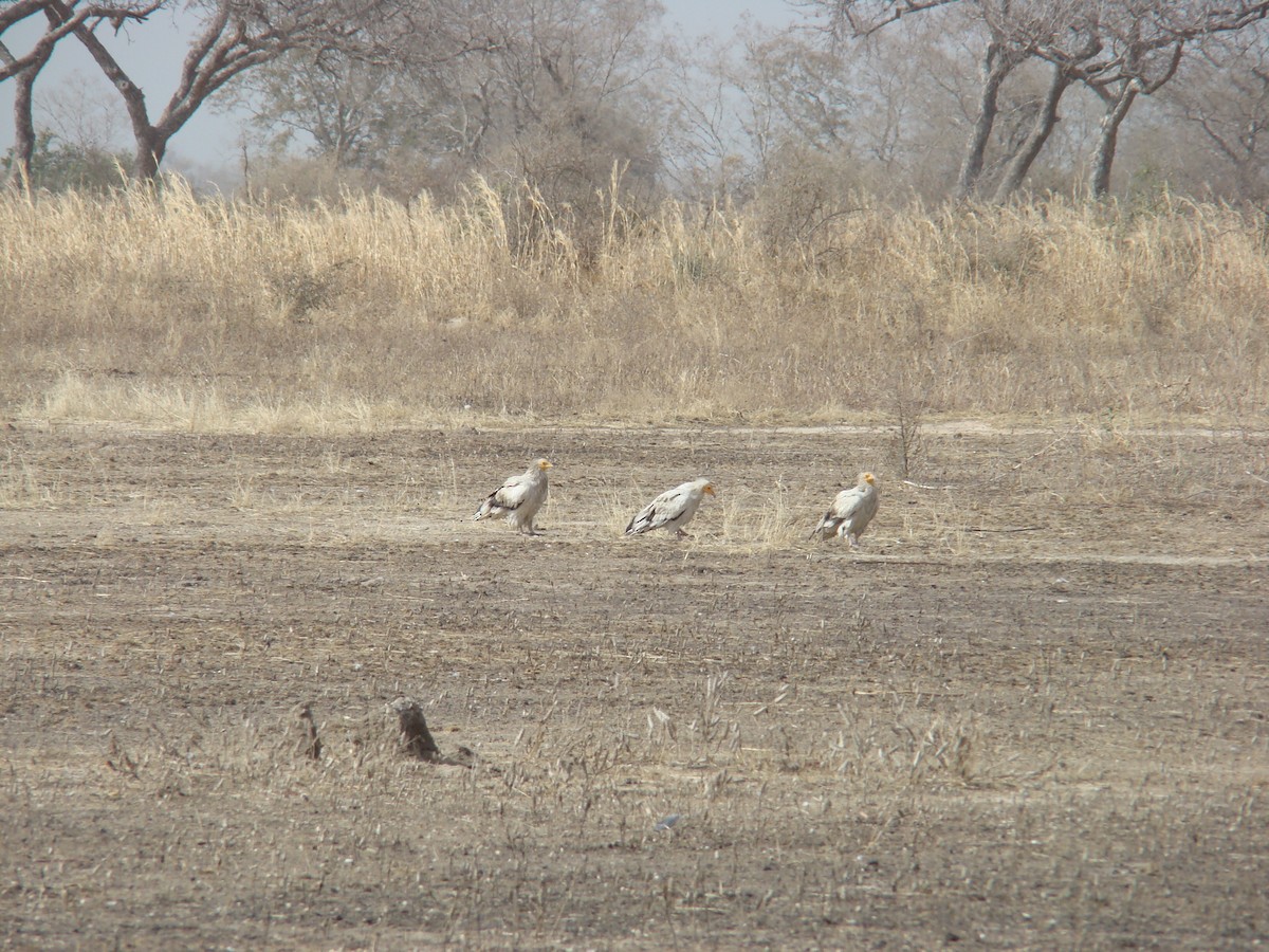 Egyptian Vulture - ML560171501