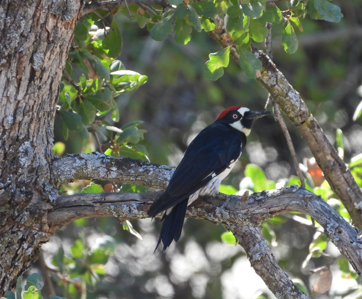 Acorn Woodpecker - ML560172391