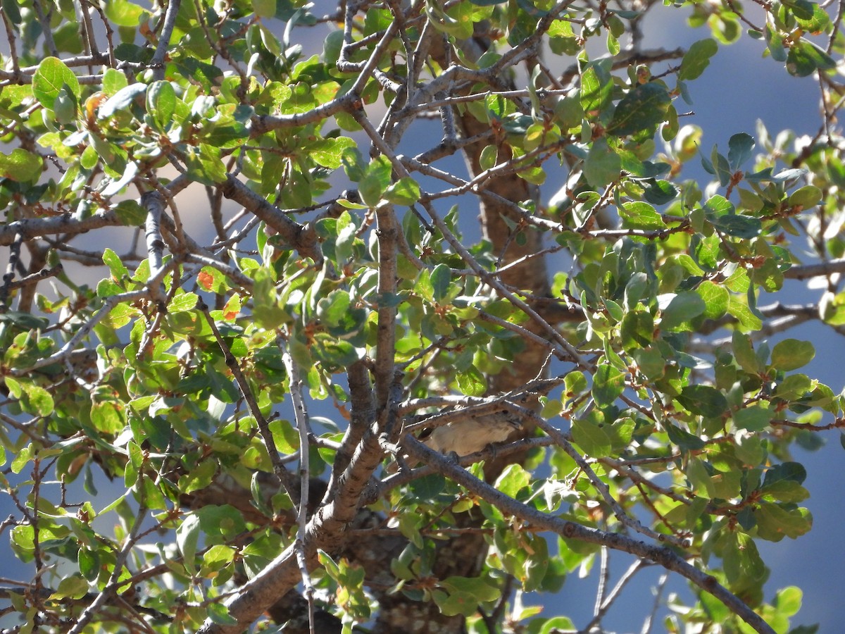 Oak Titmouse - ML560172591