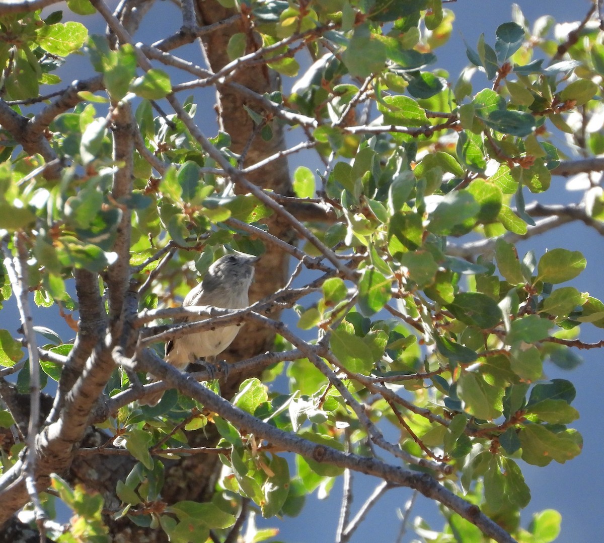 Oak Titmouse - ML560172611