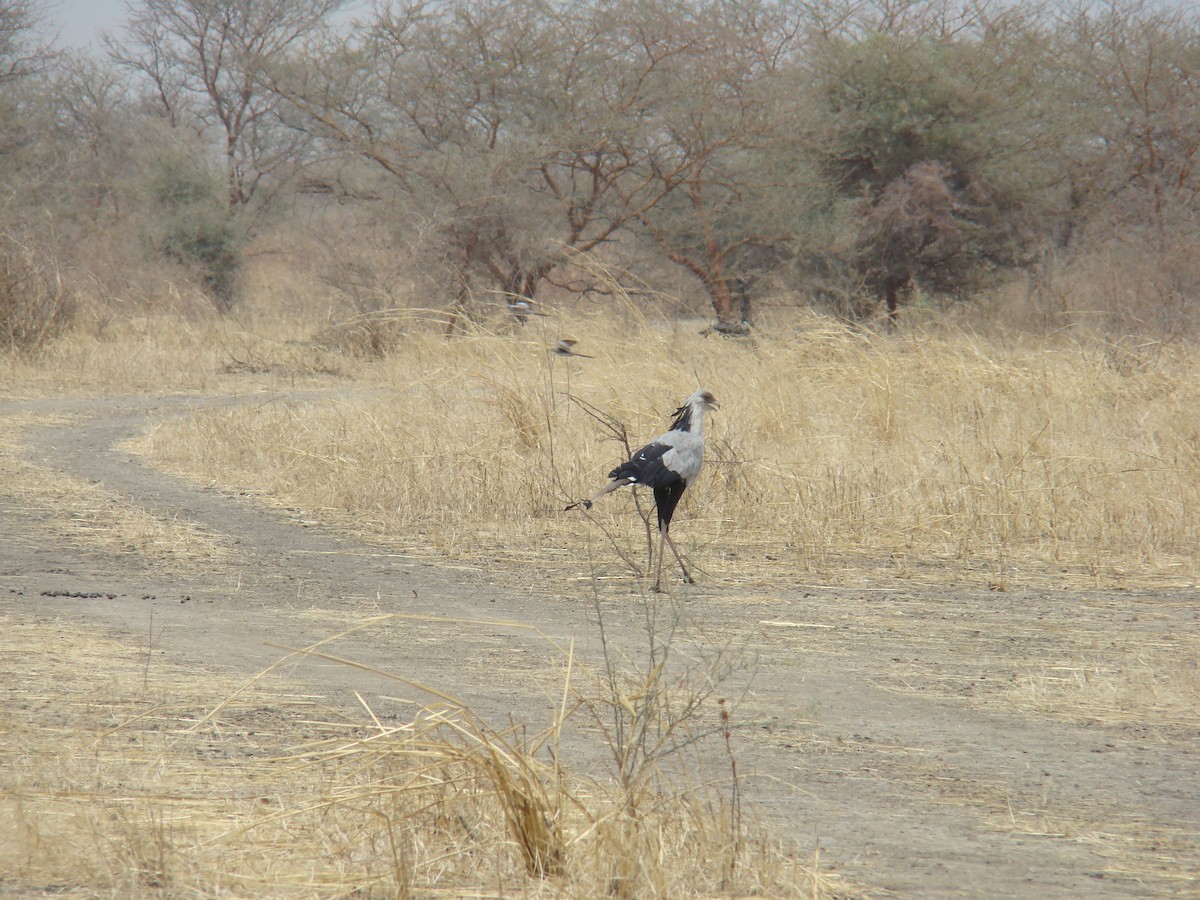 Secretarybird - Jack Noordhuizen