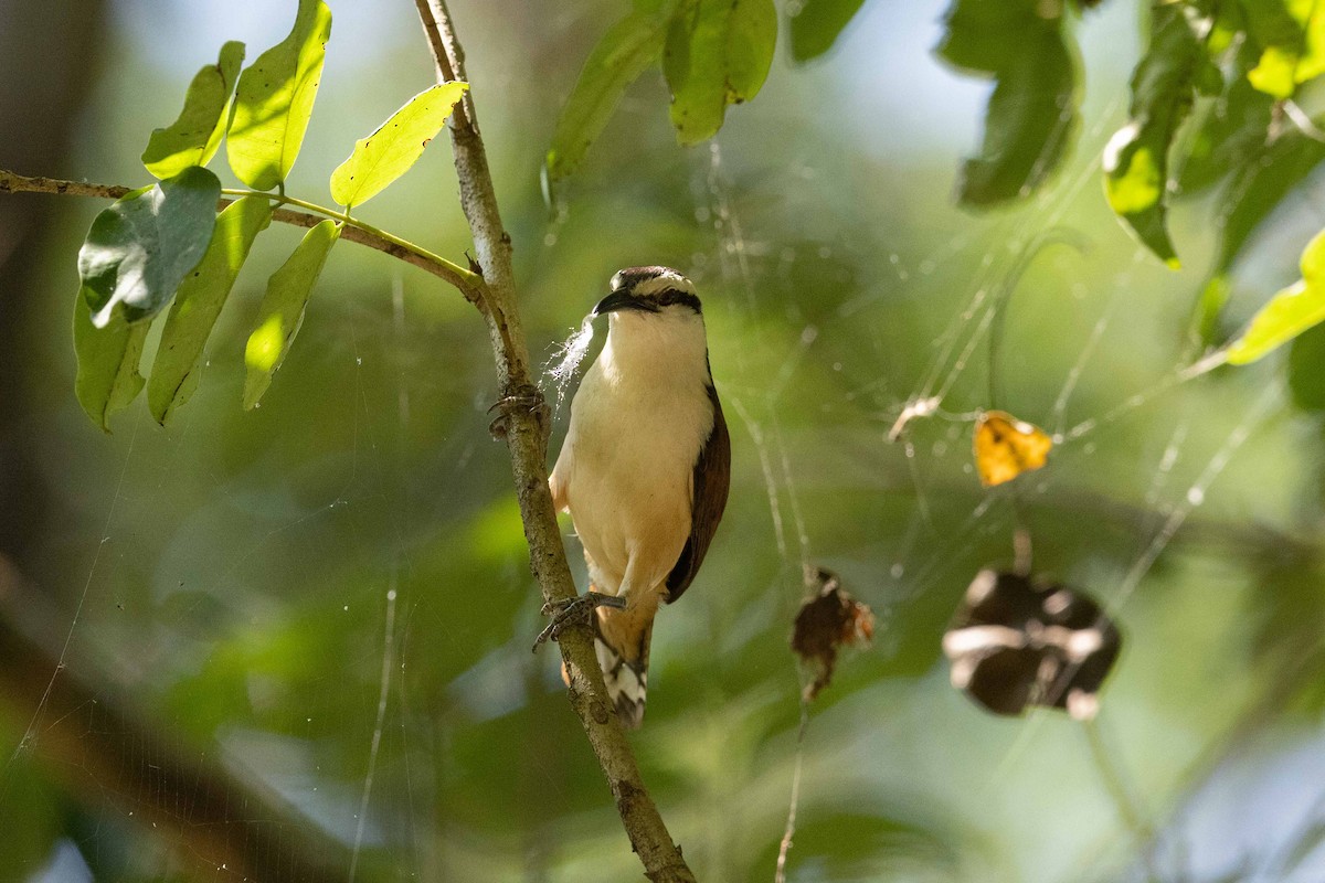 Giant Wren - ML560173191