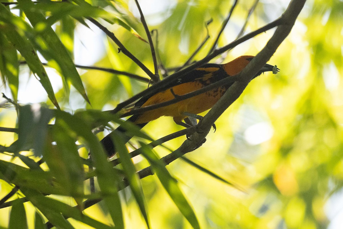 Spot-breasted Oriole - ML560173861