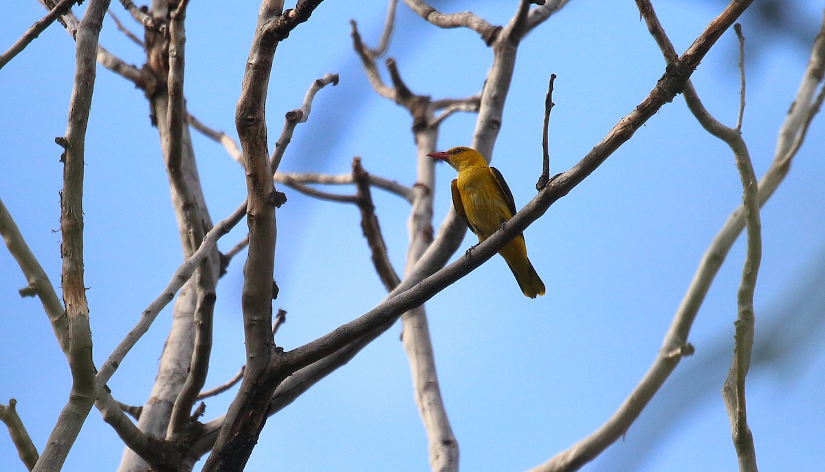 Eurasian Golden Oriole - ML560174031