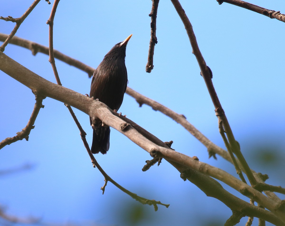 Spotless Starling - ML560174101