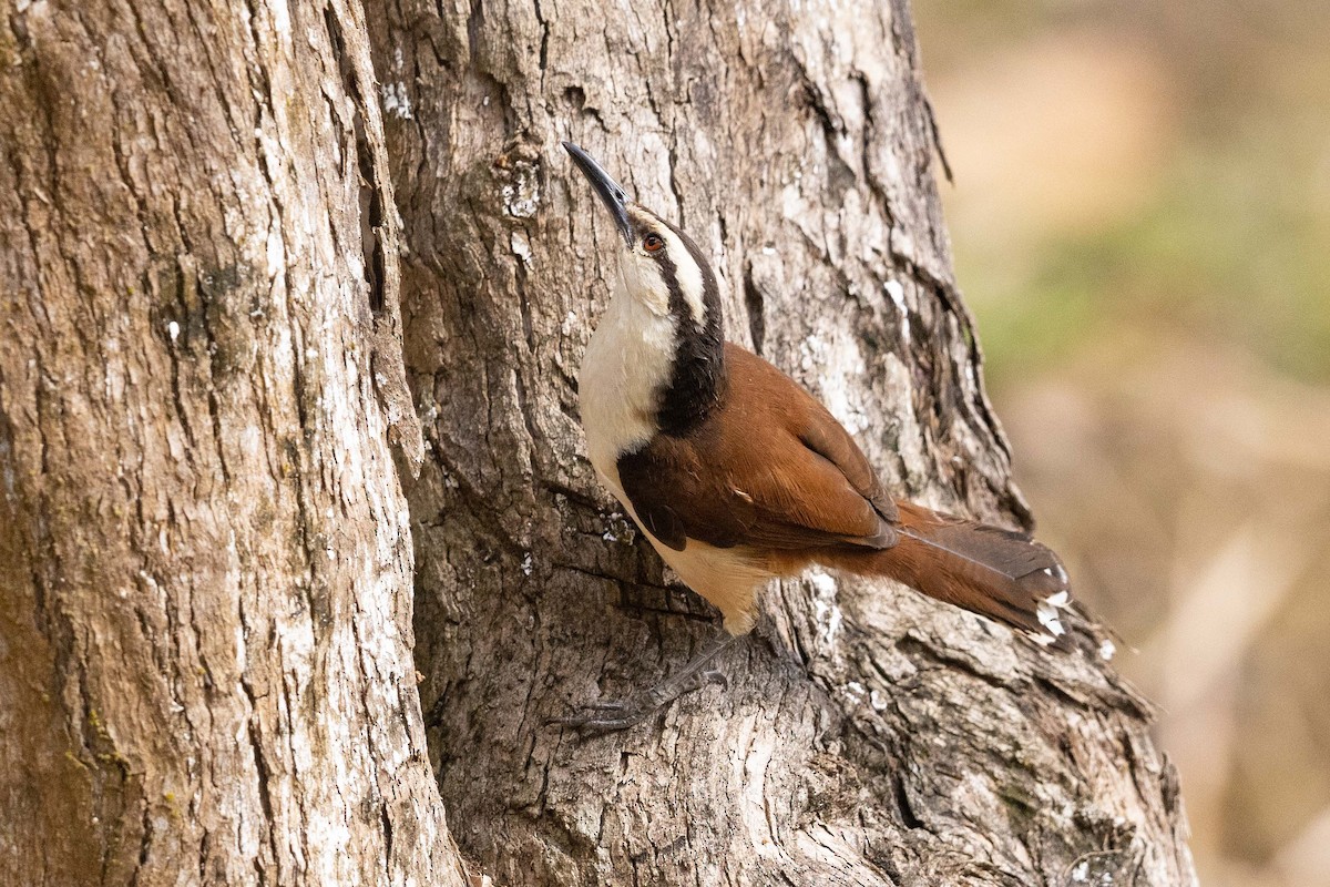 Giant Wren - Eric VanderWerf