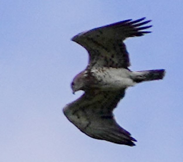 Short-toed Snake-Eagle - ML560174381