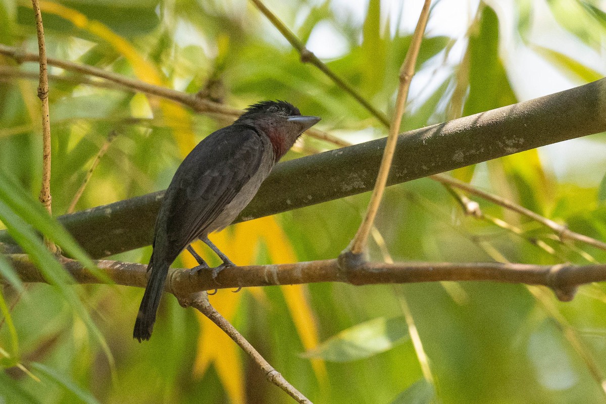 Rose-throated Becard - ML560174751