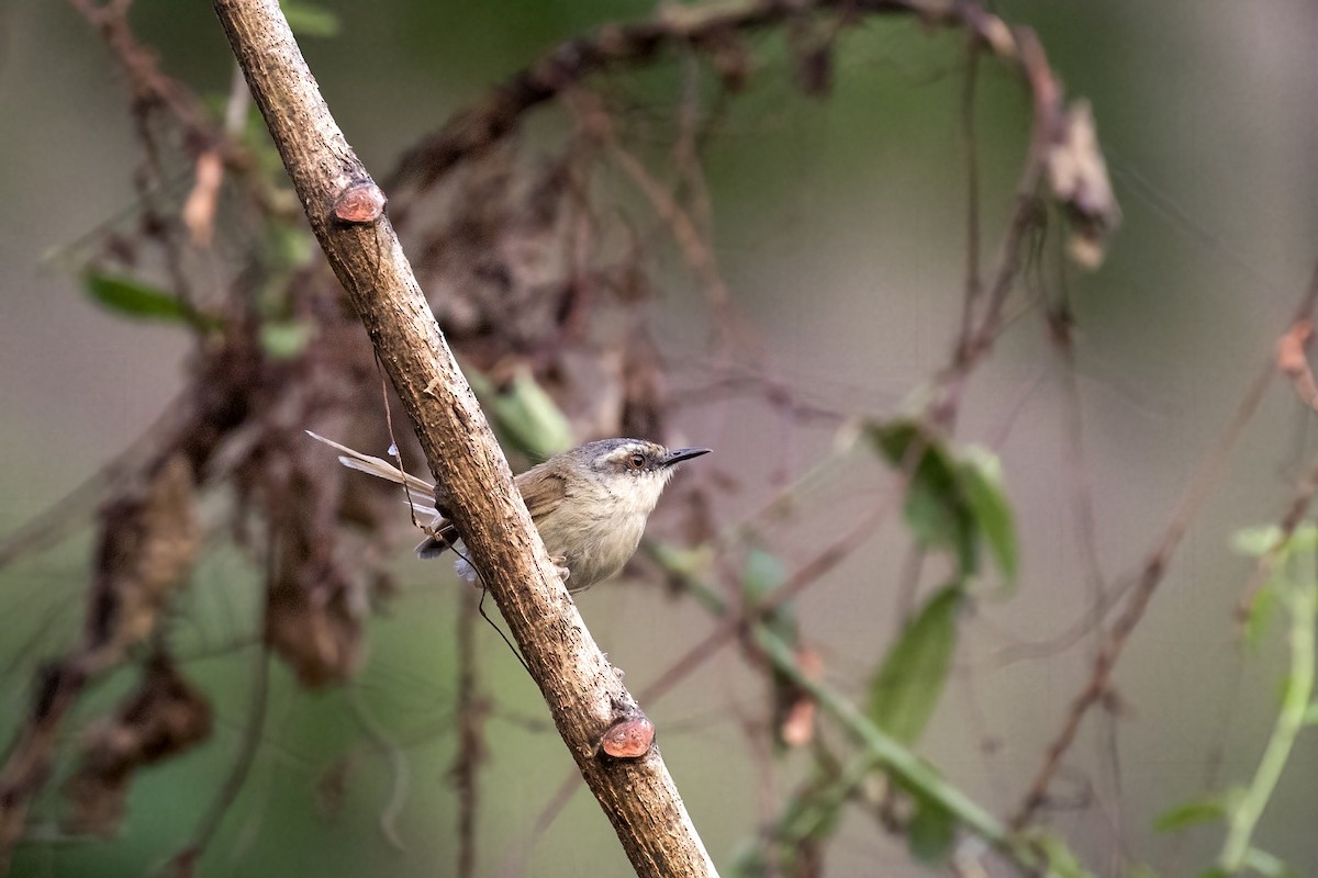 Gray-crowned Prinia - ML560175181