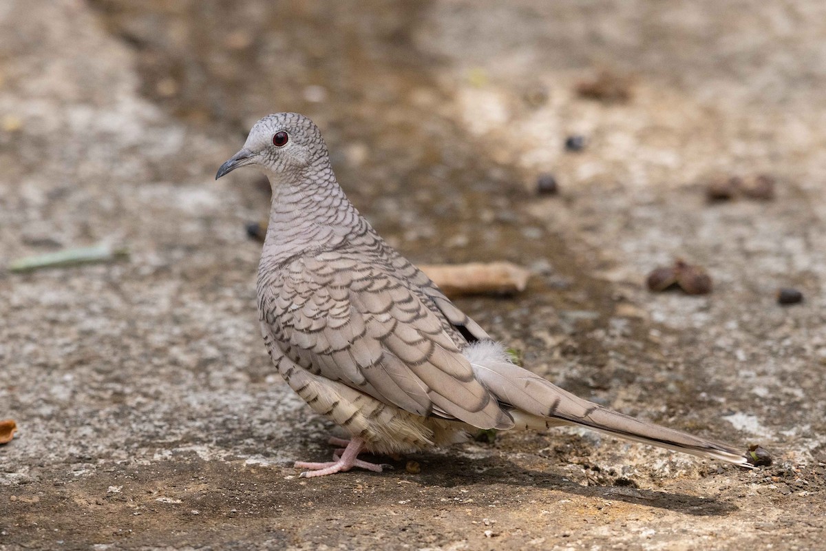 Inca Dove - ML560175241