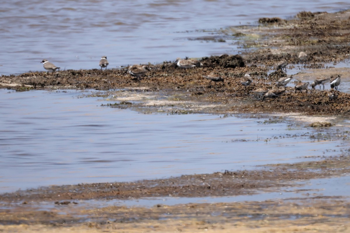 Dunlin - Christophe PASQUIER