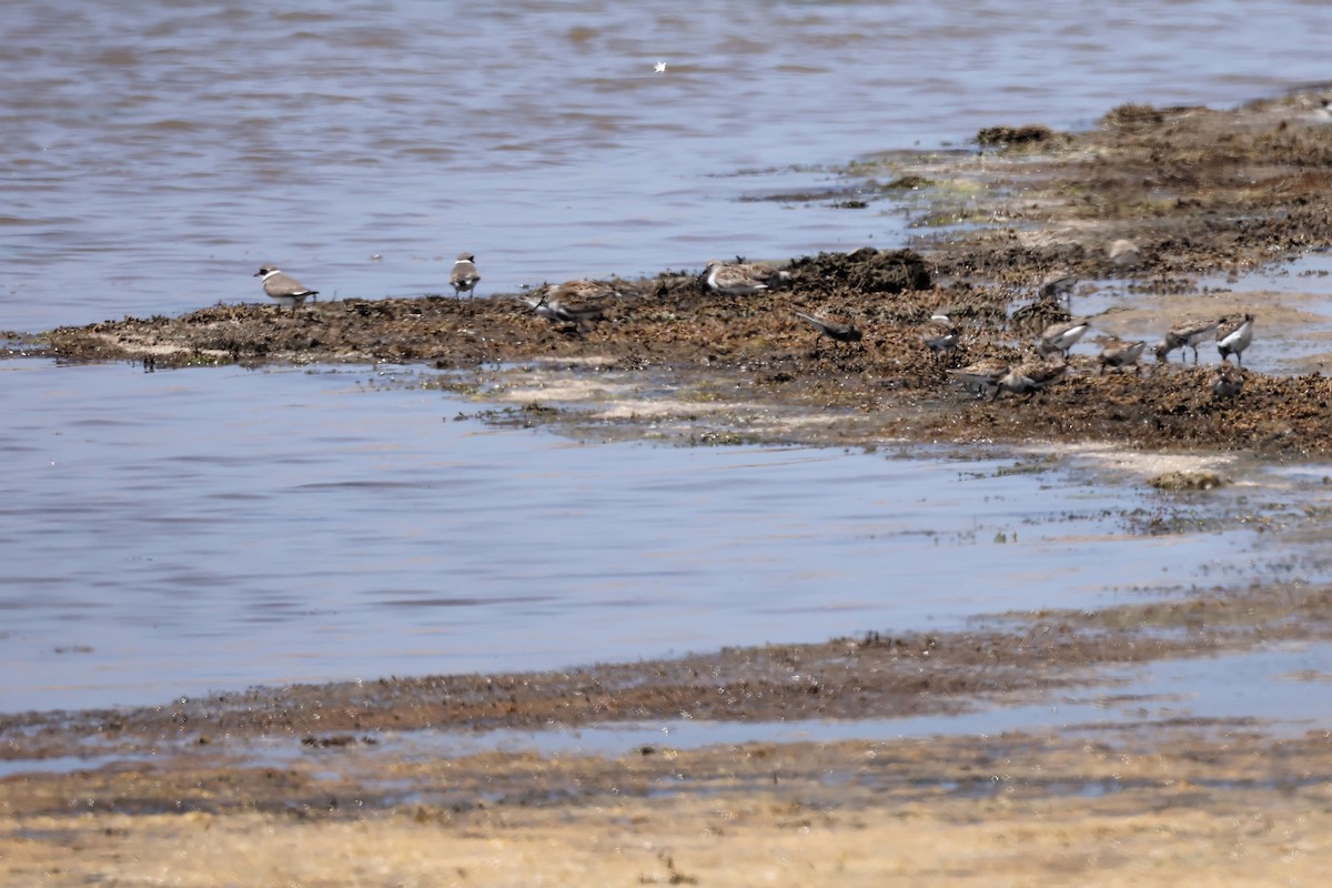 Dunlin - ML560175441