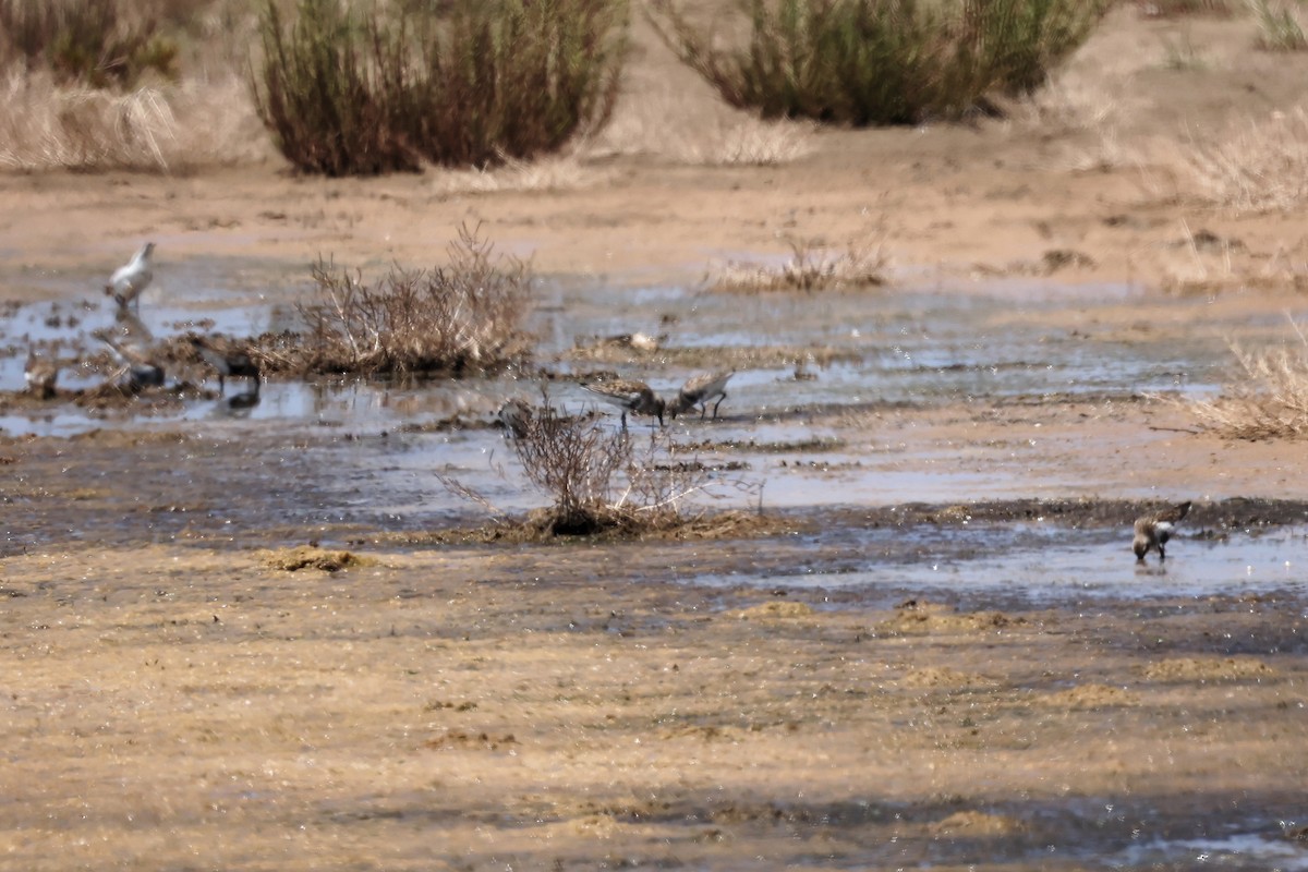 Dunlin - ML560175521