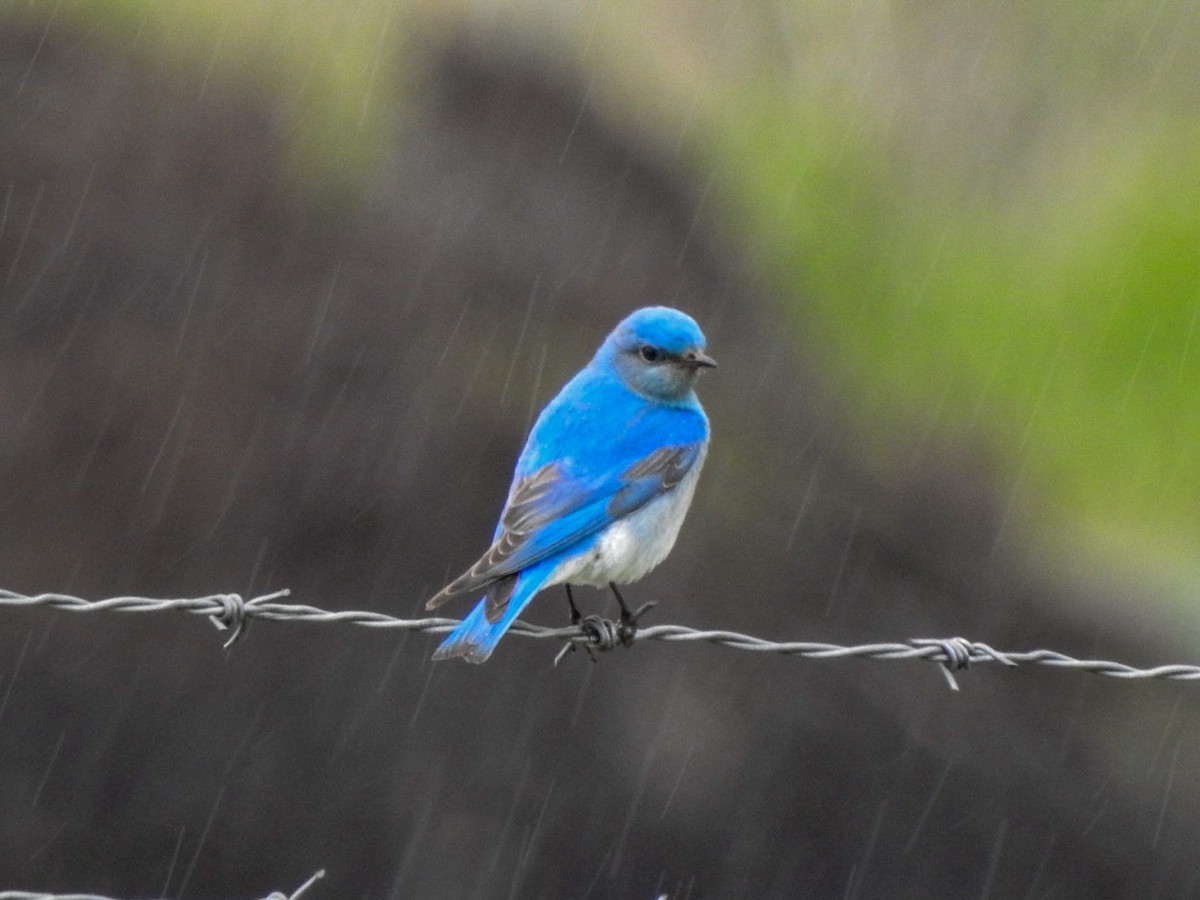 Mountain Bluebird - ML560176061