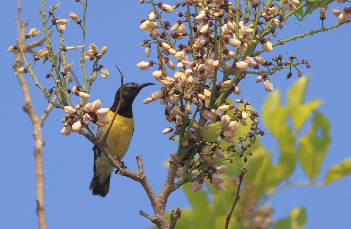 Purple-rumped Sunbird - ML560177021