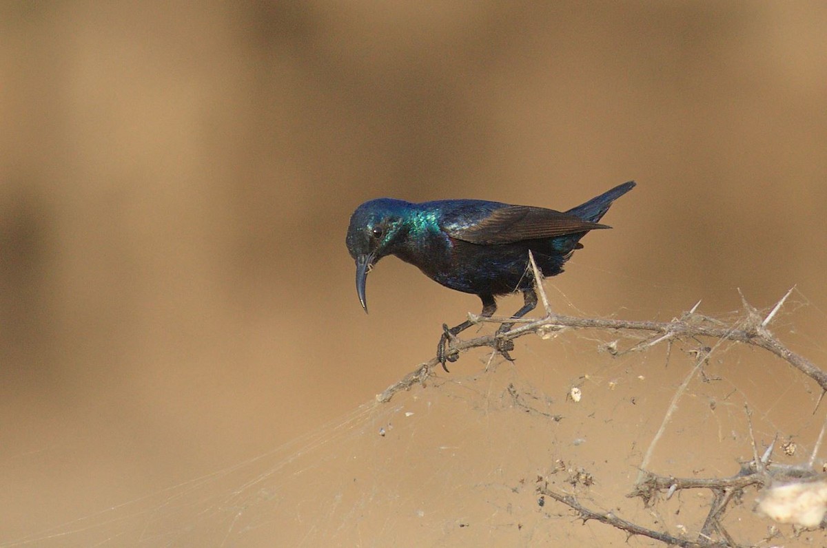 Purple Sunbird - ML560177031