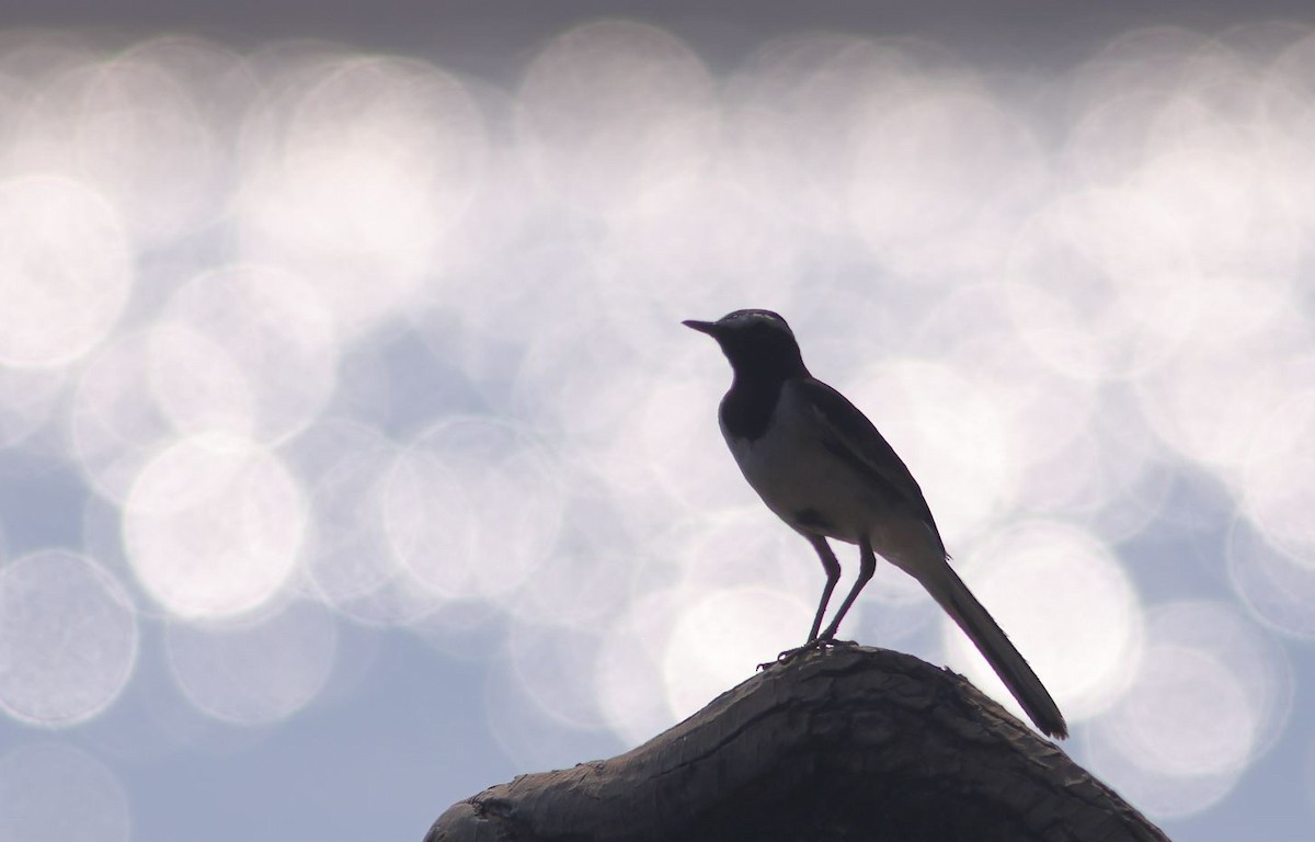 White-browed Wagtail - ML560177041