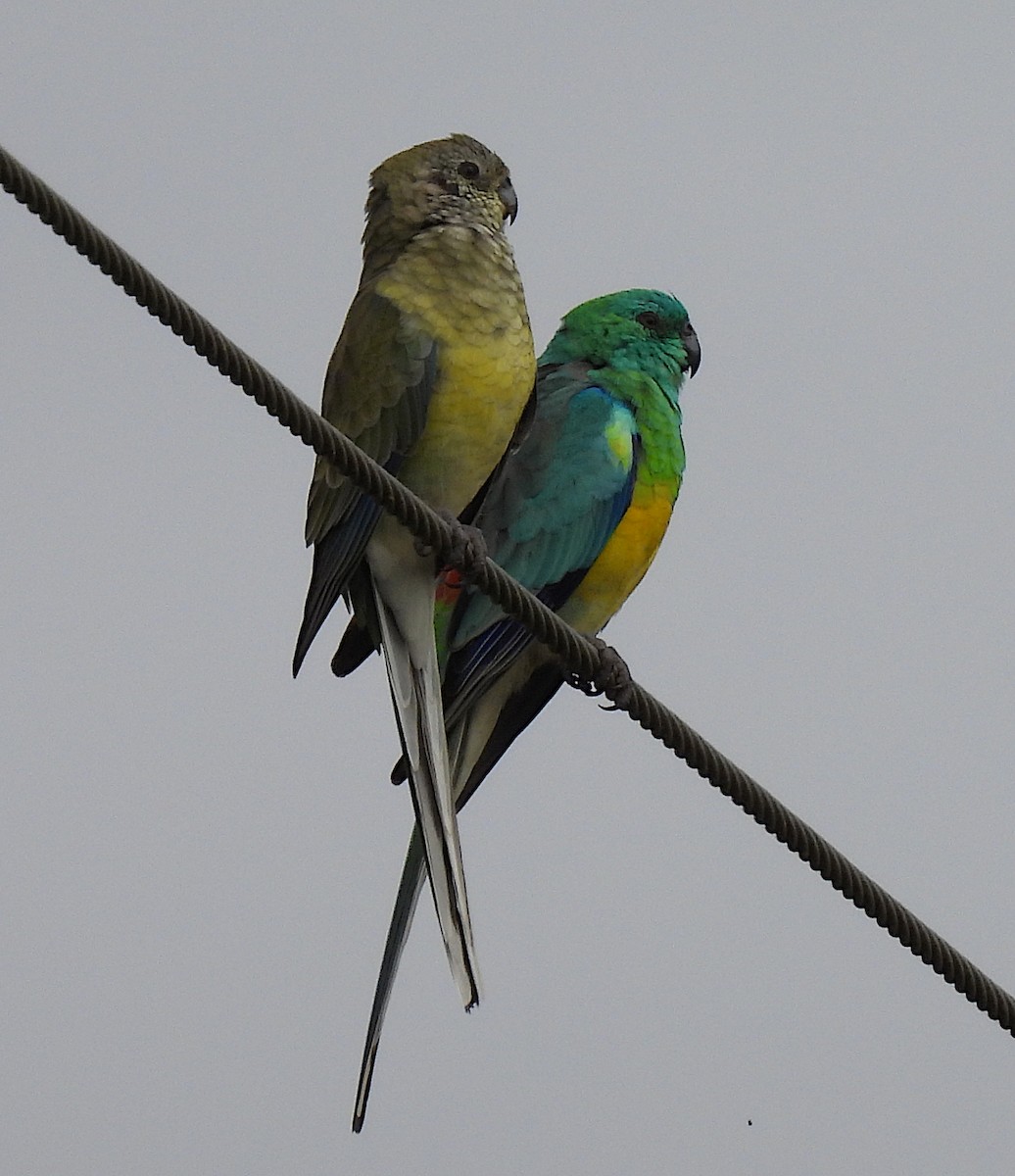 Red-rumped Parrot - ML560177131