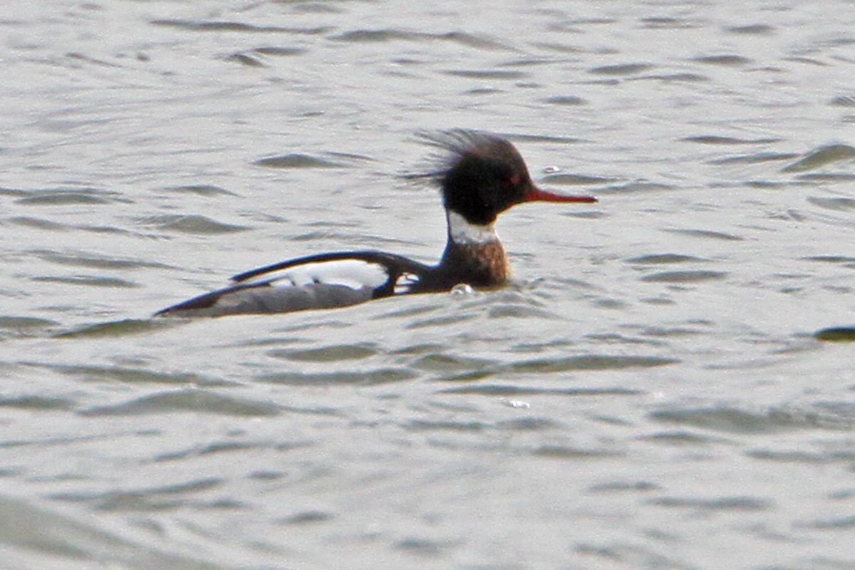 Red-breasted Merganser - ML560177511