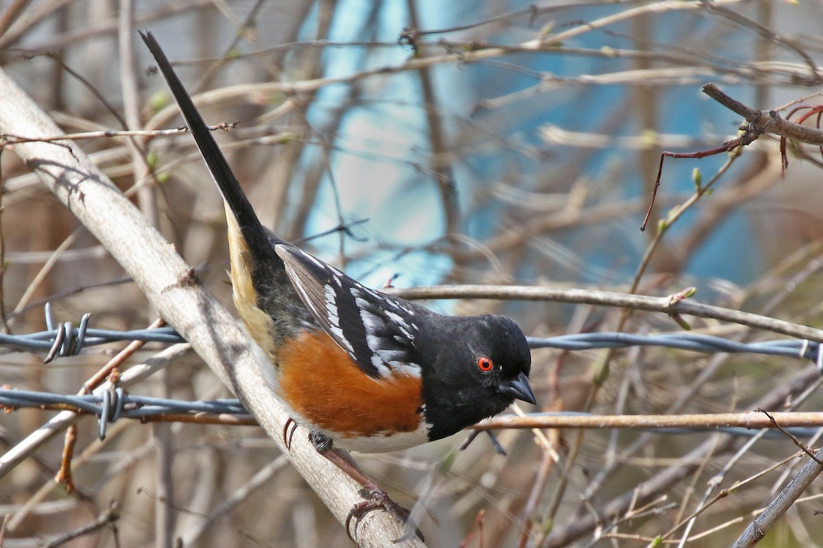 Spotted Towhee - ML560177631