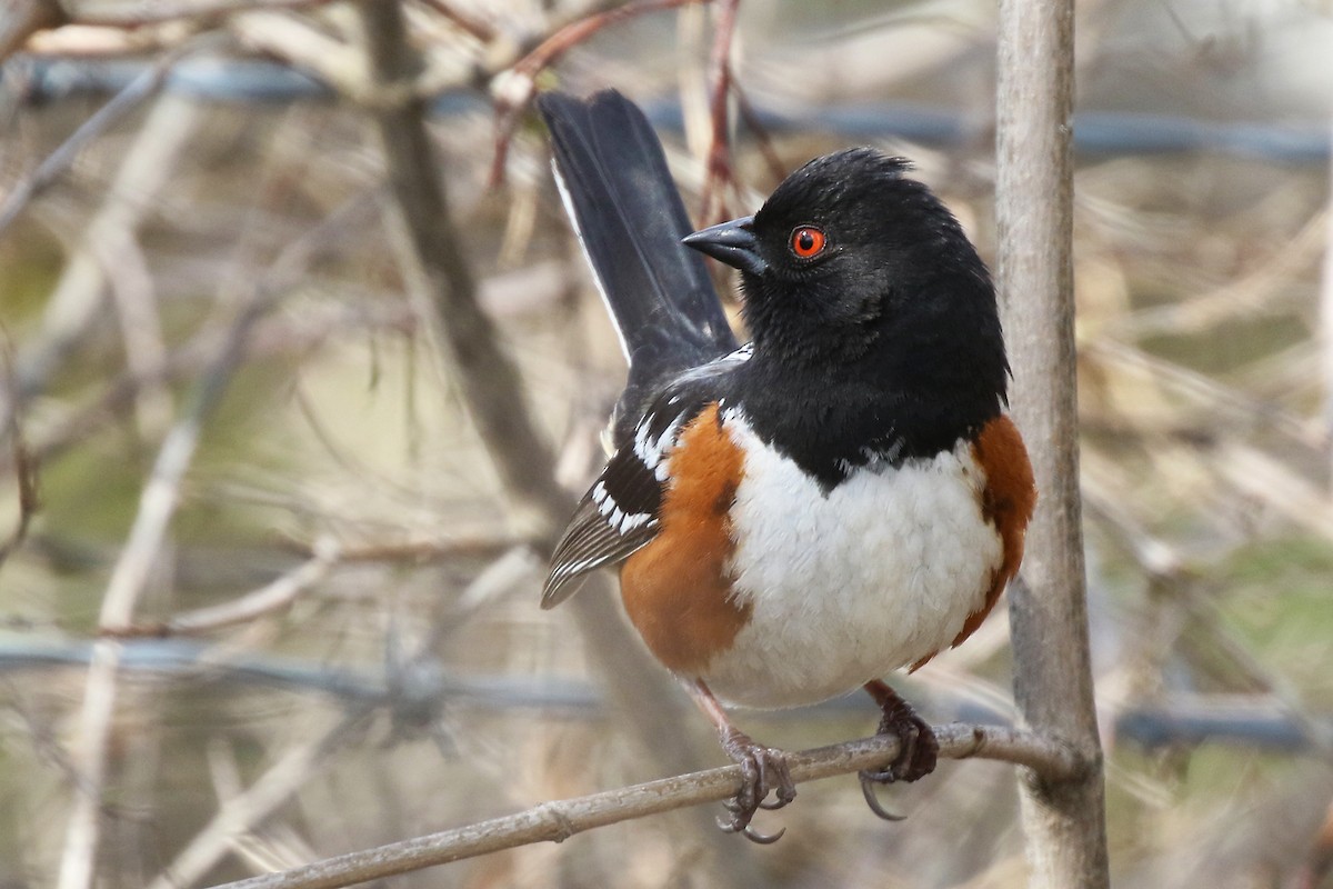 Spotted Towhee - ML560177651