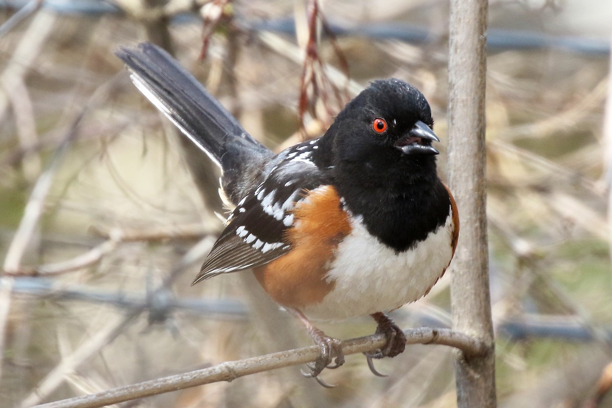 Spotted Towhee - ML560177691