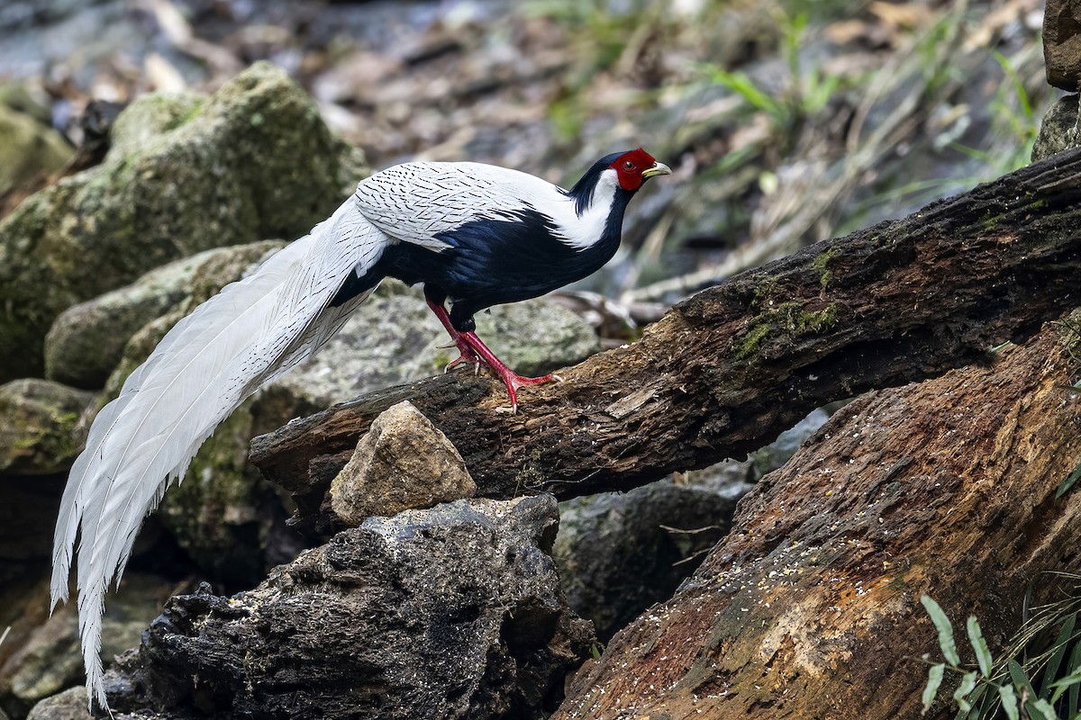 Silver Pheasant - ML560177751