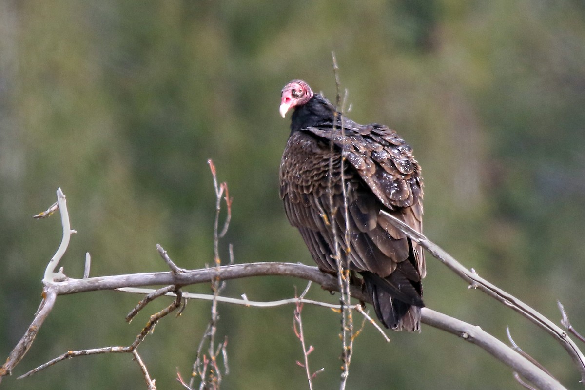 Turkey Vulture - ML560177761