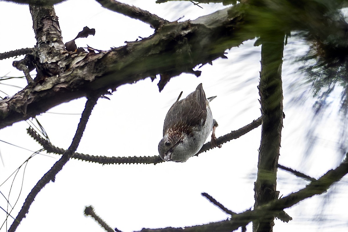 Yuhina Indochina - ML560177771