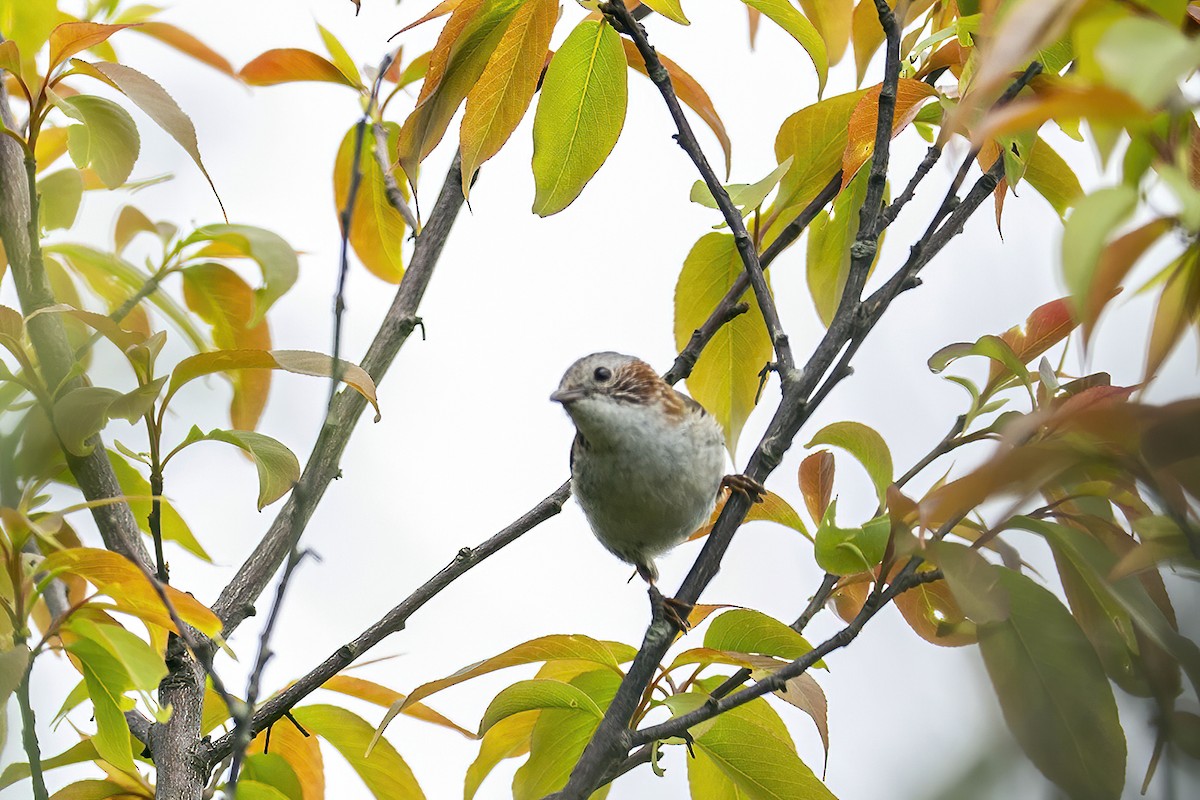 Indochinese Yuhina - Su Li