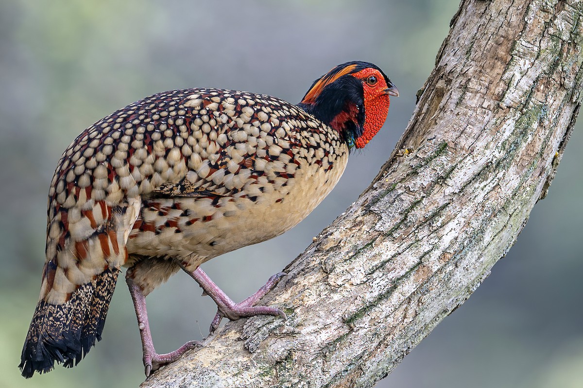 Cabot's Tragopan - ML560177791