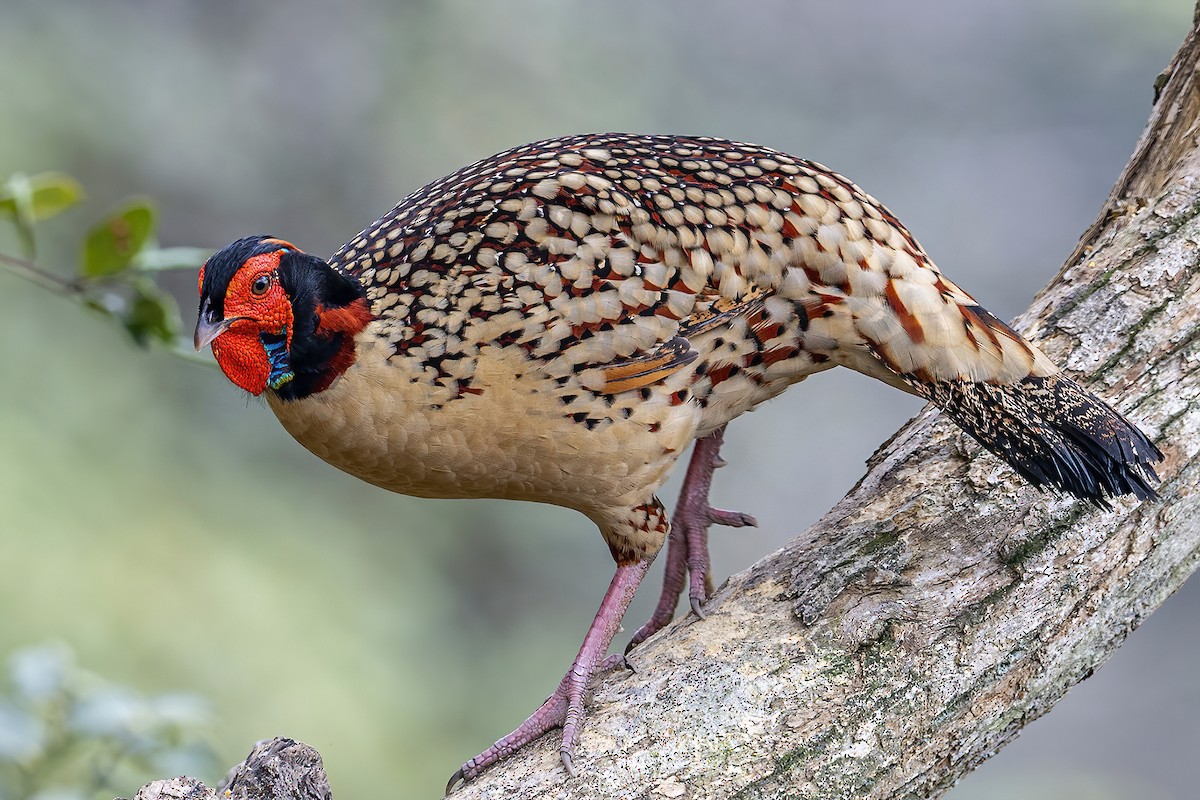 Cabot's Tragopan - Su Li