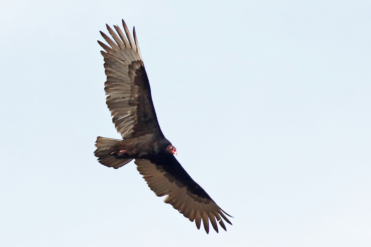 Turkey Vulture - ML560177811