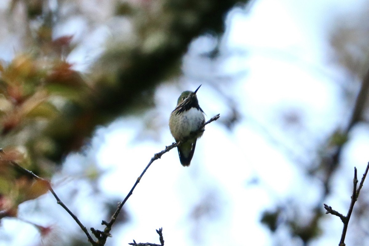Calliope Hummingbird - ML560178241