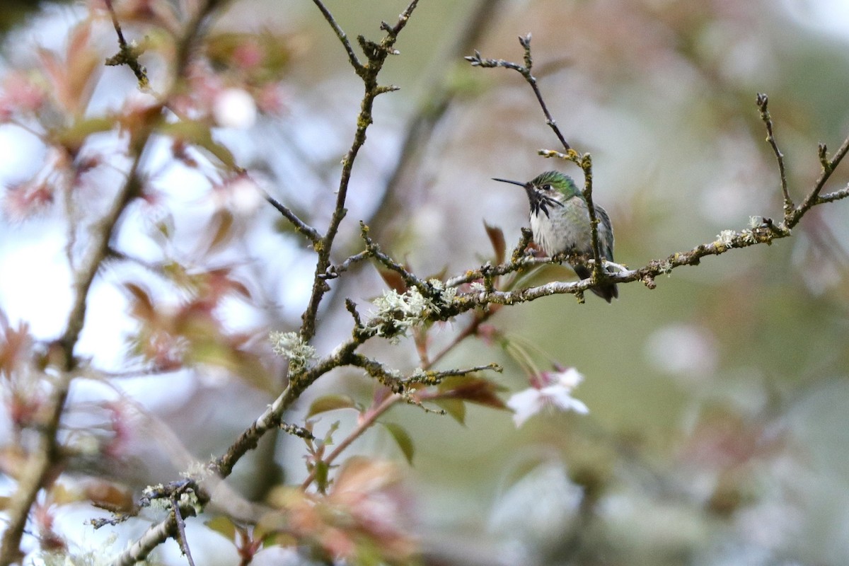 Calliope Hummingbird - ML560178251