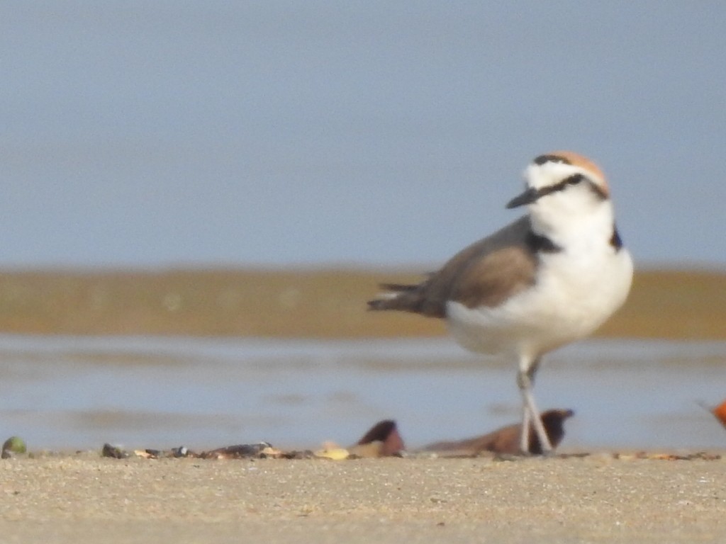 Kentish Plover - ML560179421