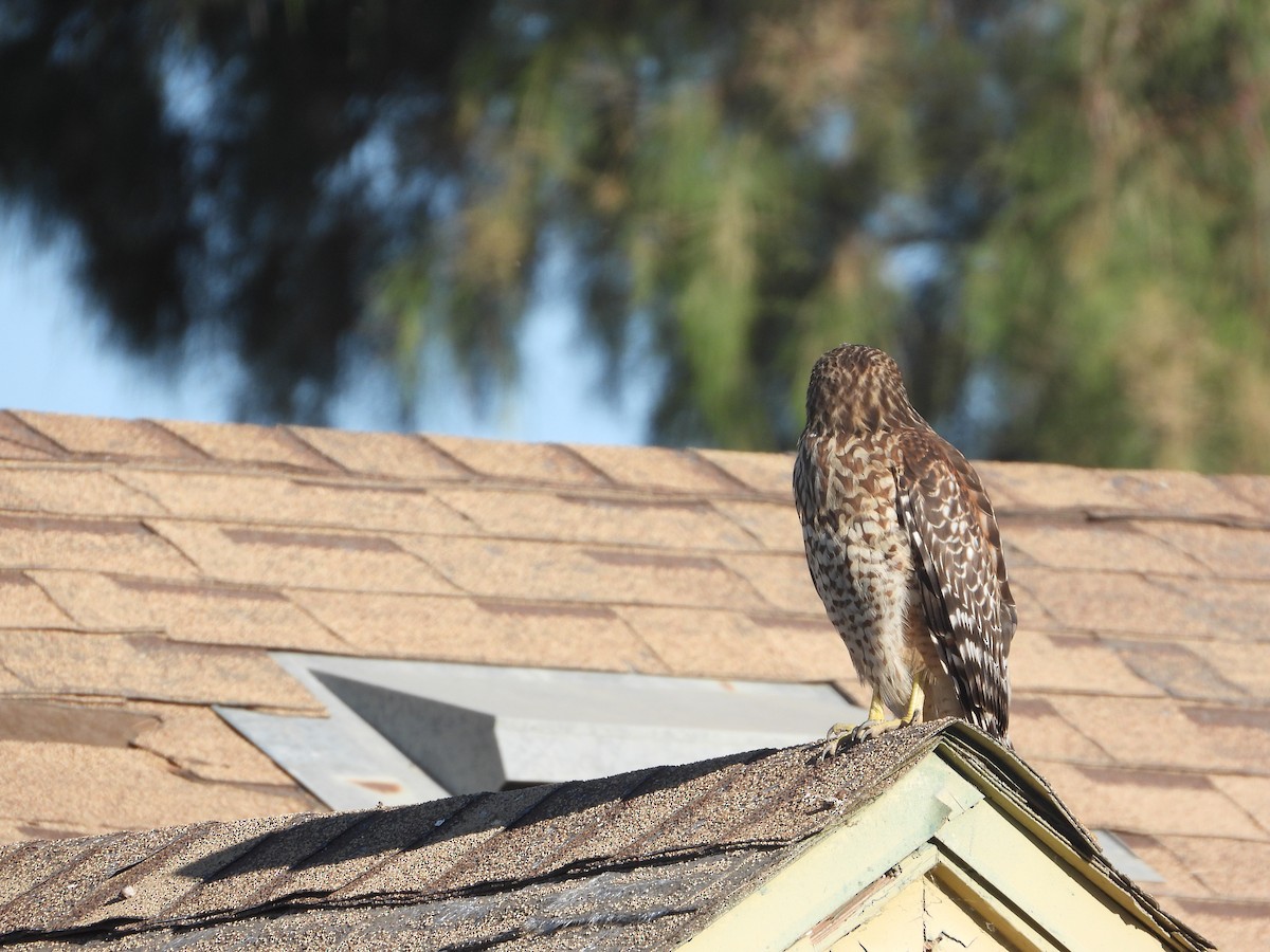 Red-shouldered Hawk (elegans) - ML560179591