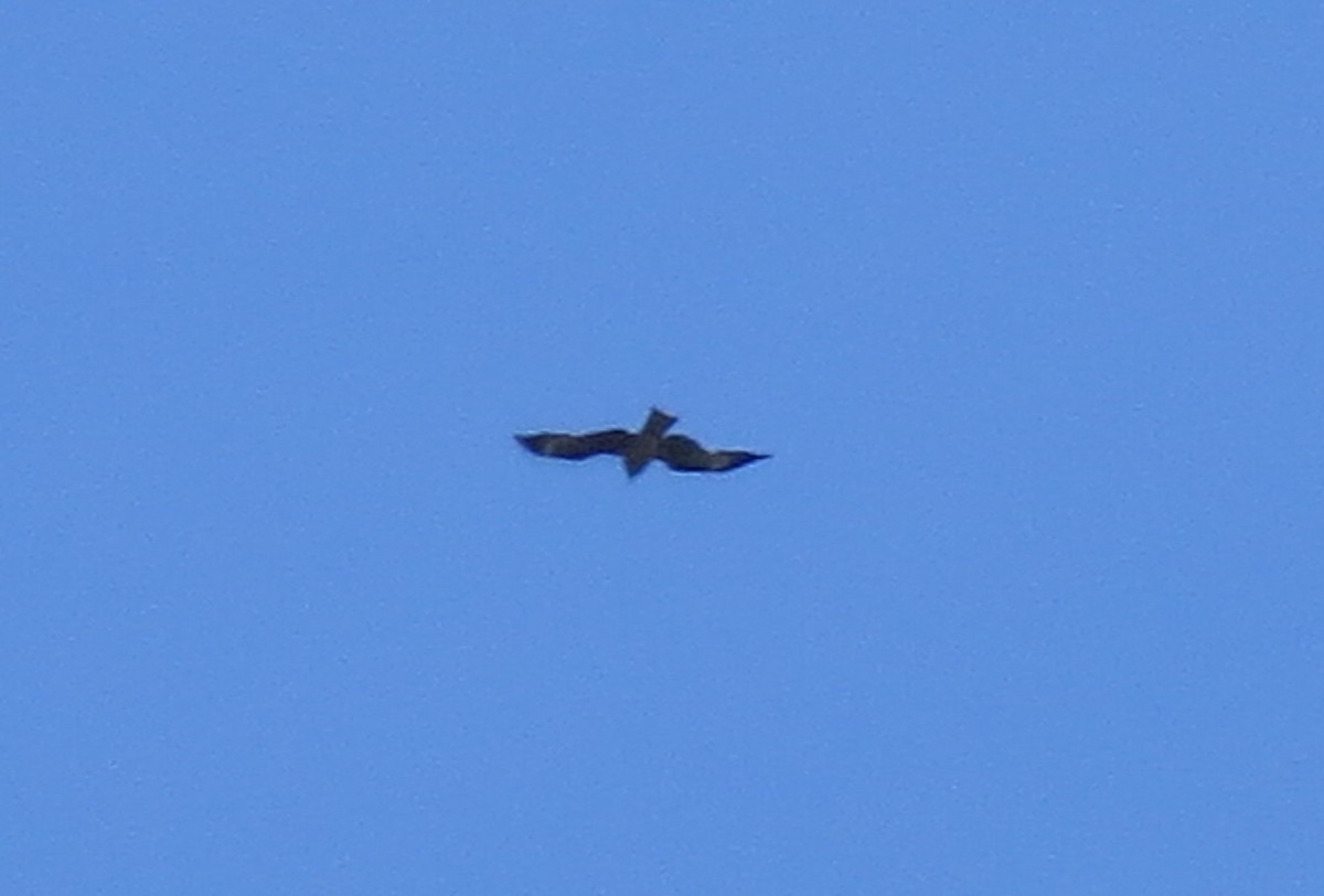 Black Kite - ML560180501