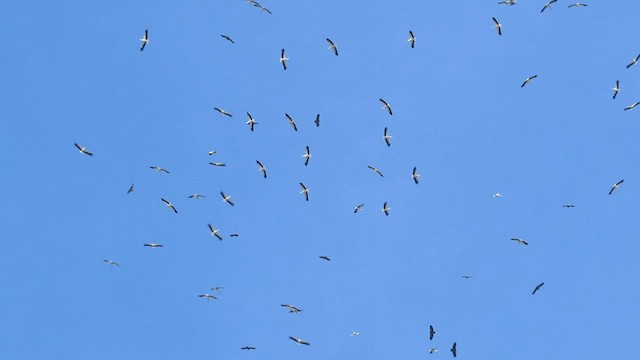 White Stork - ML560180701