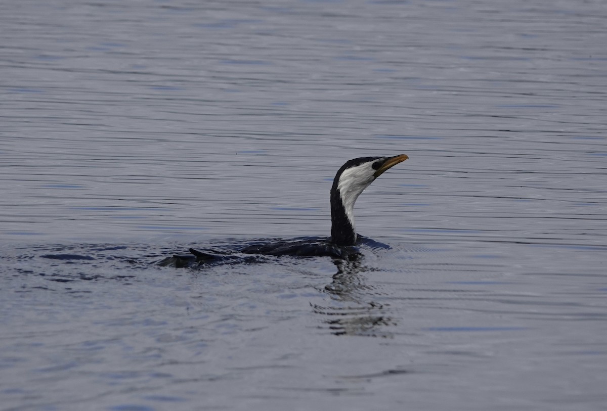 Little Pied Cormorant - ML560180971