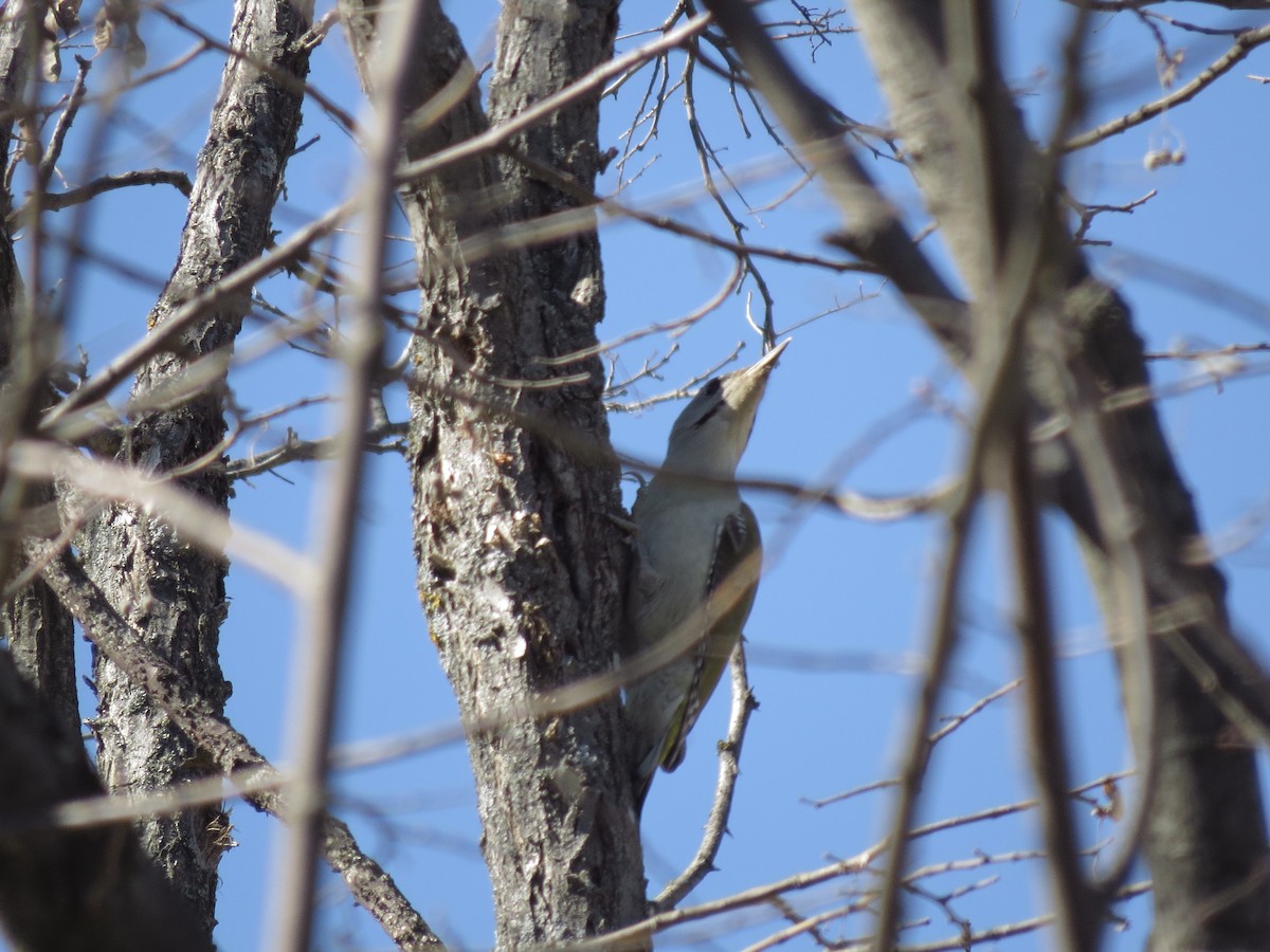 Gray-headed Woodpecker - ML560181391