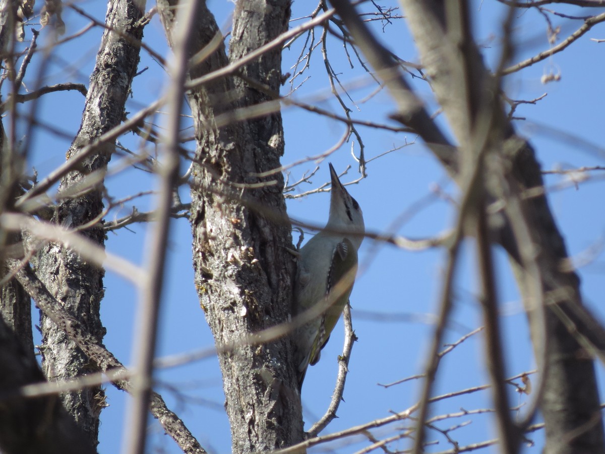Gray-headed Woodpecker - ML560181401