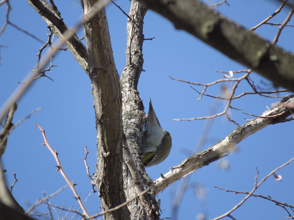 Gray-headed Woodpecker - ML560181411