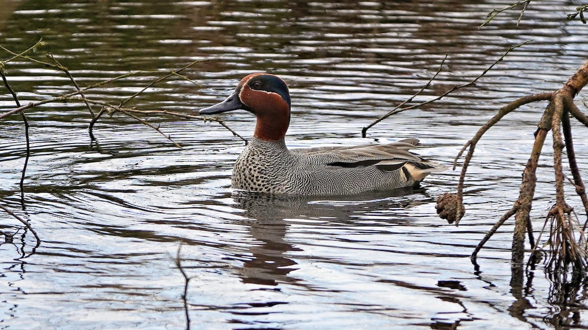 Green-winged Teal - ML560181691