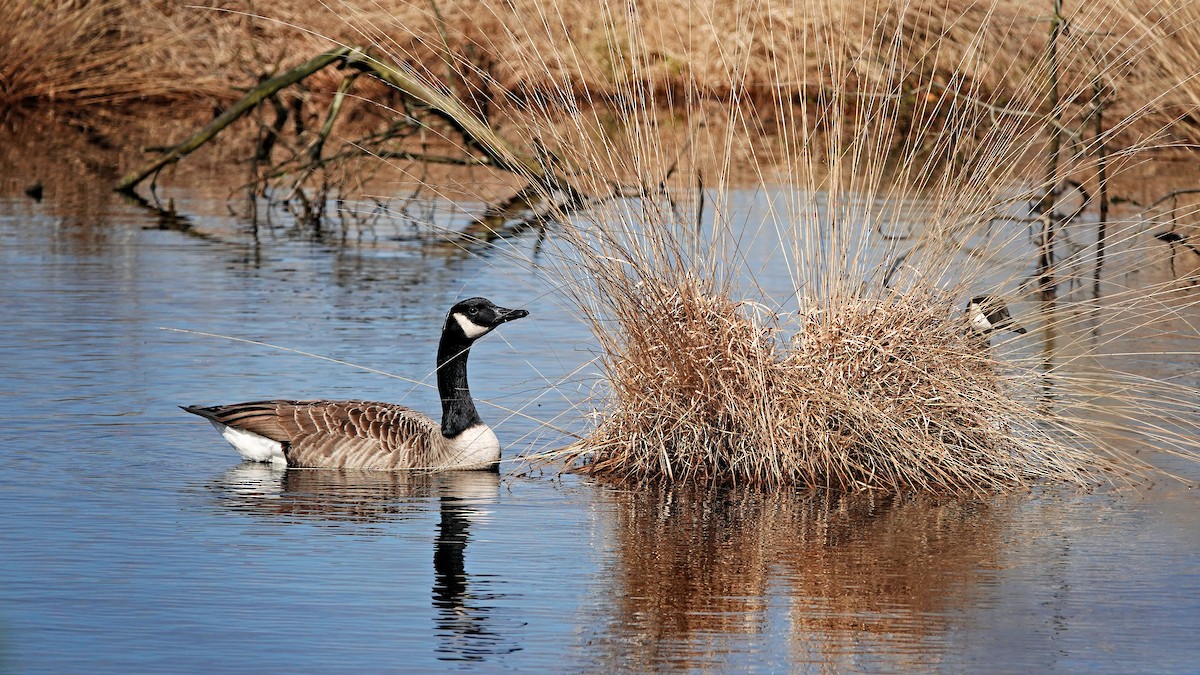 Canada Goose - Hans-Jürgen Kühnel