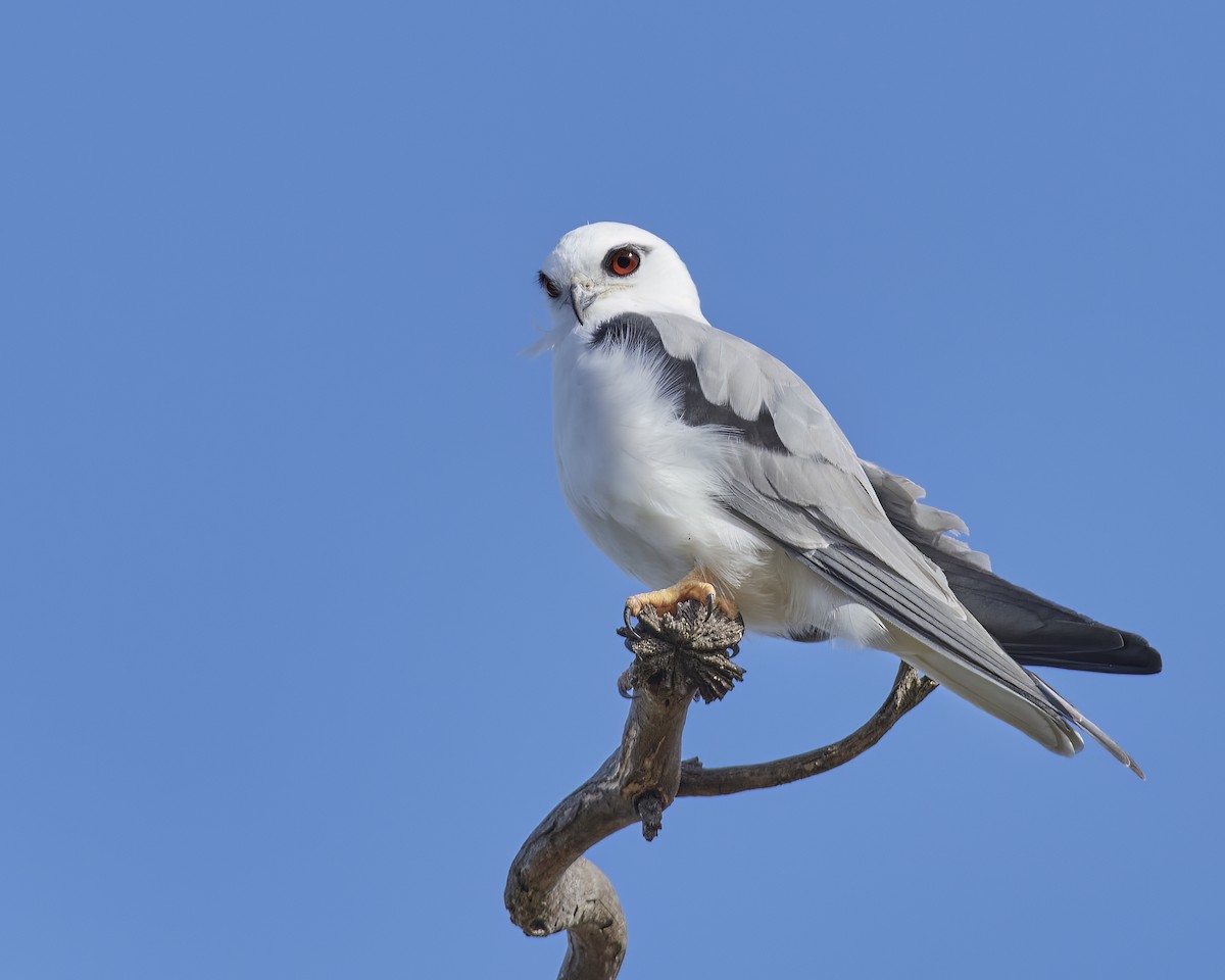 Black-shouldered Kite - ML560182891