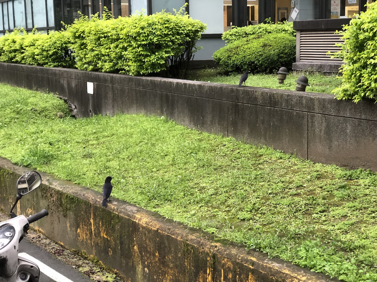 臺灣紫嘯鶇 - ML560183011