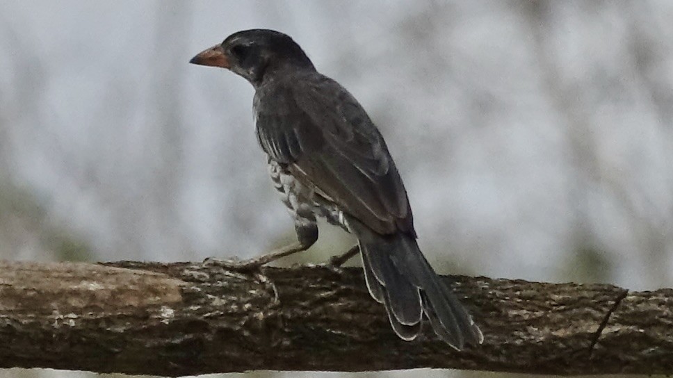 Red-billed Buffalo-Weaver - Jan Ekkers