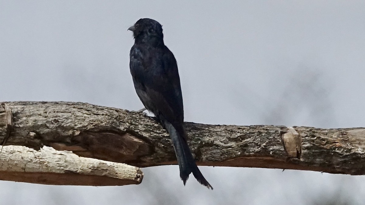 Fork-tailed Drongo - ML560183281