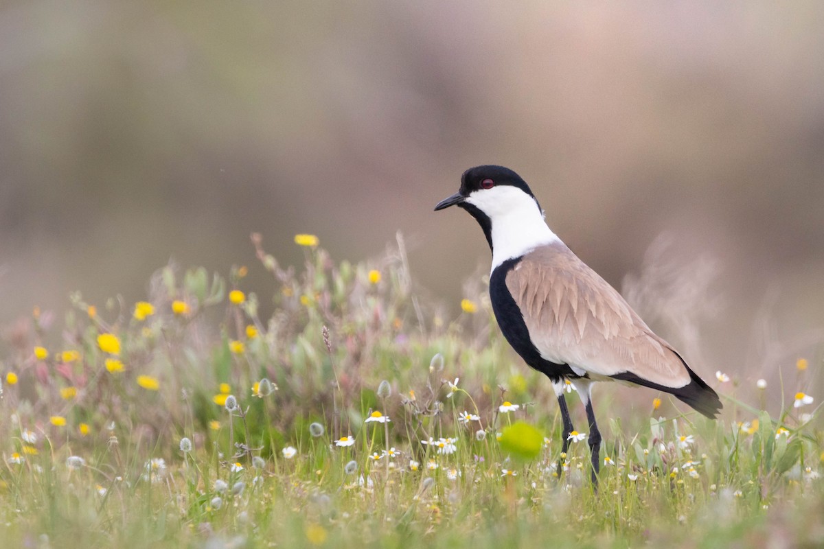 Spur-winged Lapwing - ML560184091